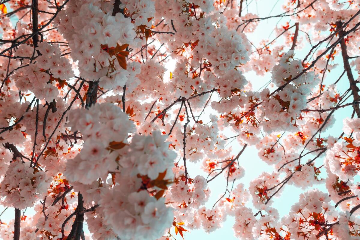 цветы, сакура, 3д, 3d, розовые, весна