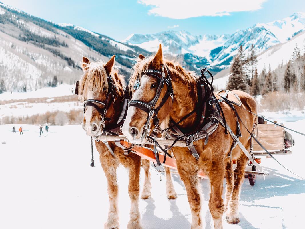 лошади, животные, горы, зима, домашние животные