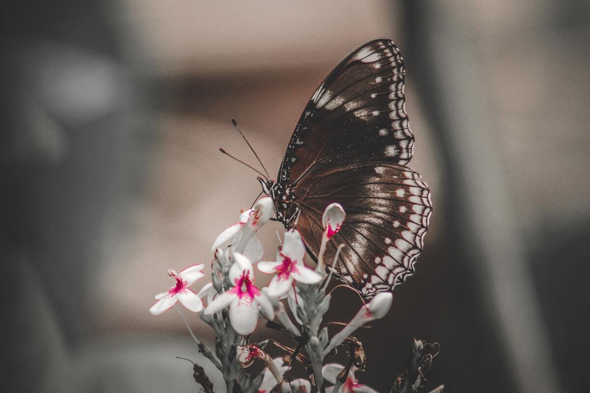 бабочки, насекомые,  3d, 3д, листья, природа