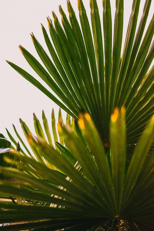 зеленые, 3д, 3d, стереоскопические, листва, листья