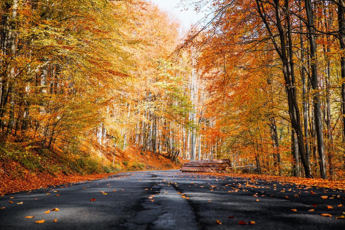 осень, листва, осенние листья, осенний лес, дорога