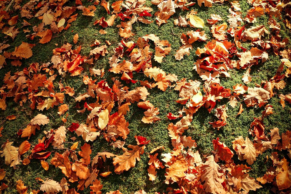 осень, листва, осенние листья, лес