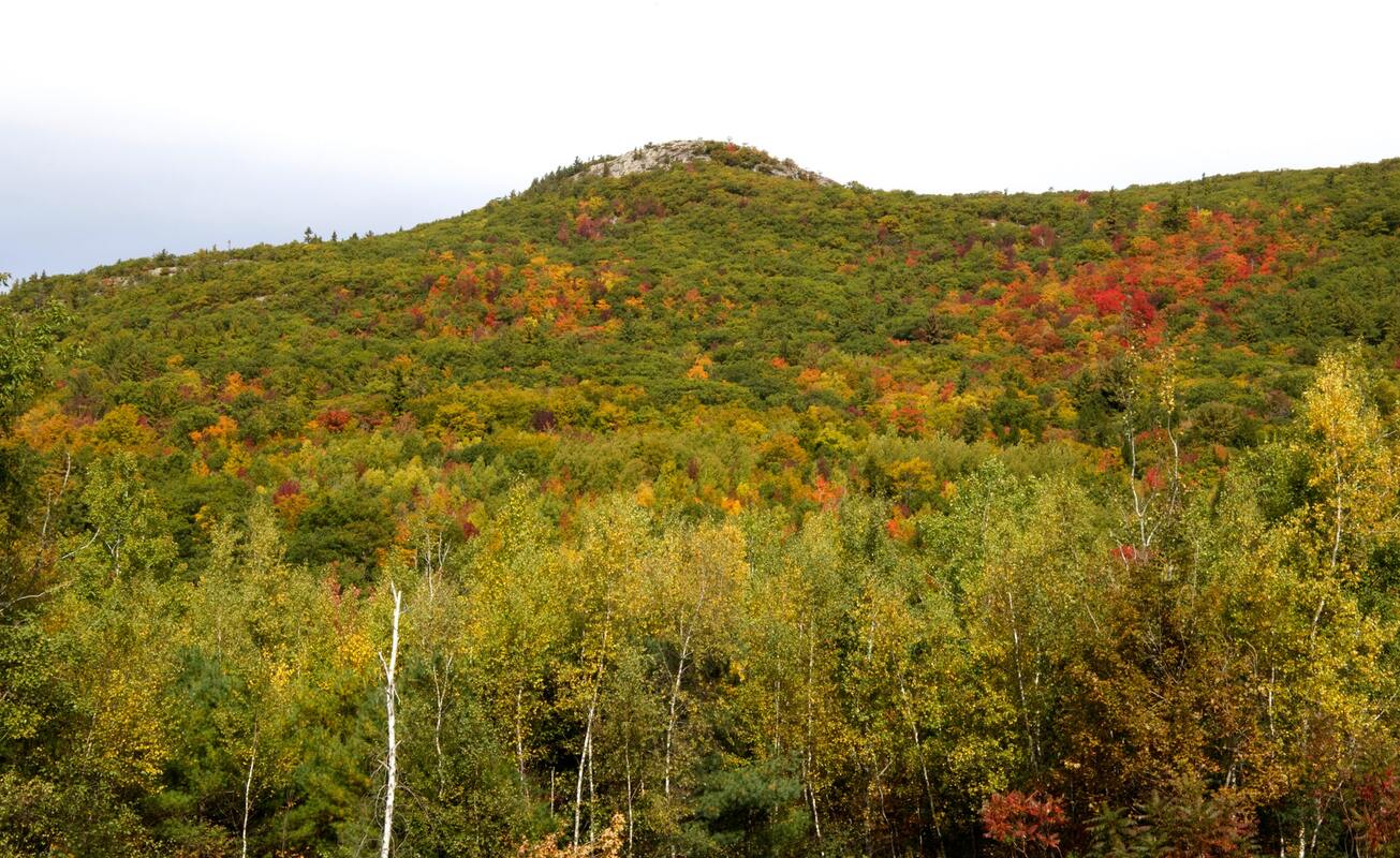 осень, листва, осенние листья, осенний лес