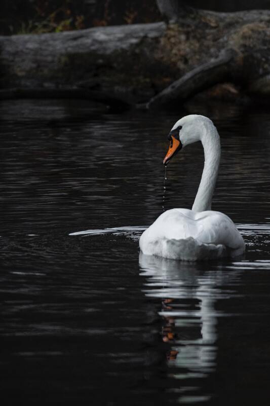 птицы, лебеди, белые лебеди