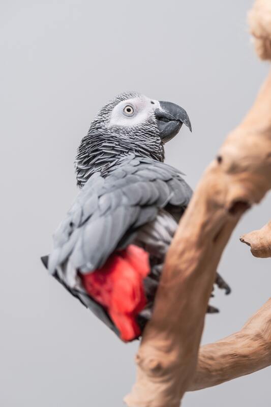 попугаи, птицы