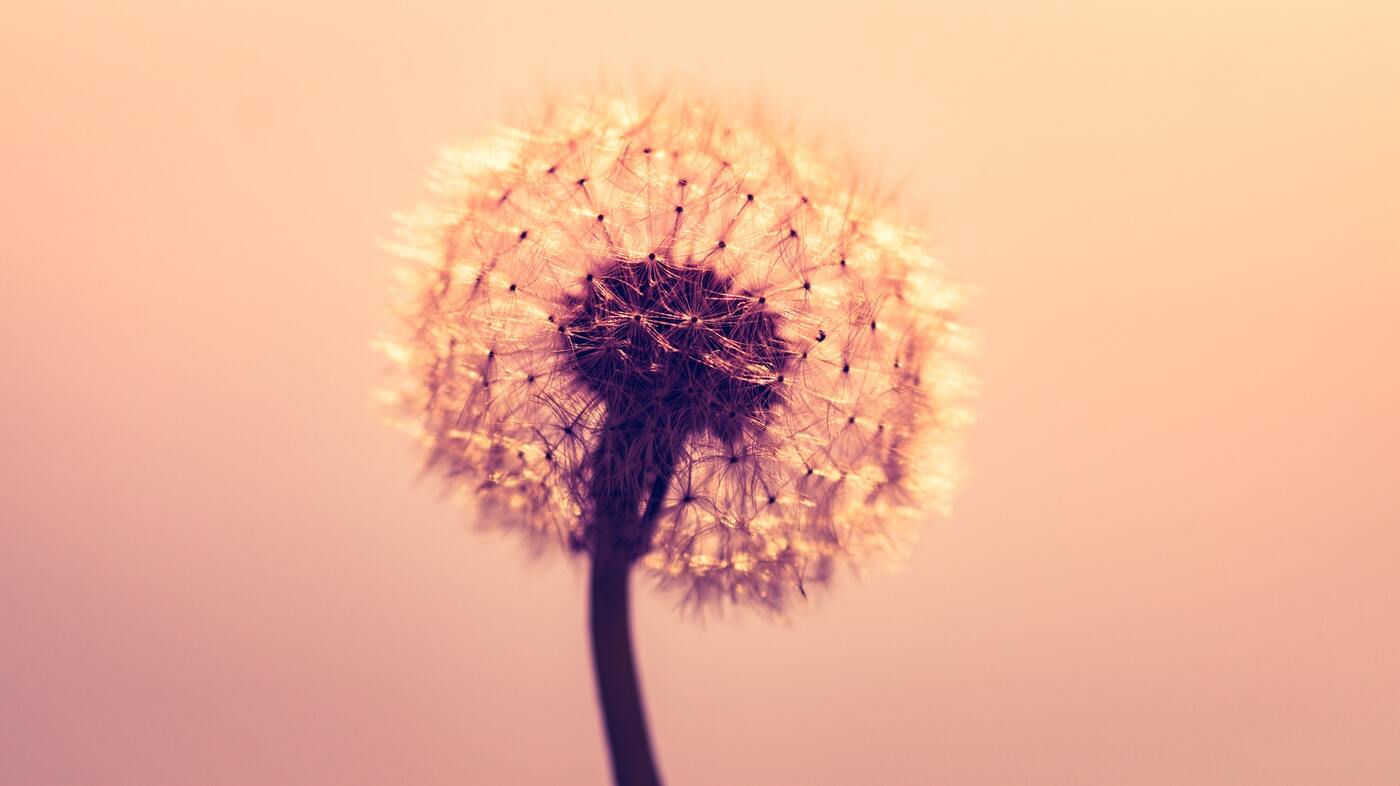 одуванчики, цветы, закат