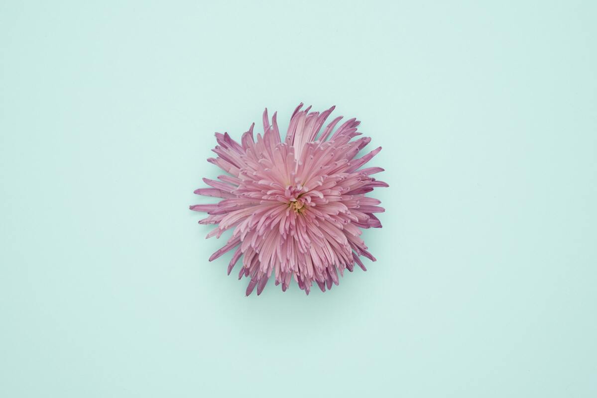 цветы, герберы, сиреневые, 3д, 3d, стереоскопические