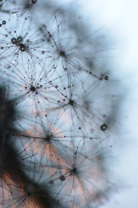 одуванчики, цветы, 3д, 3d, капли, роса