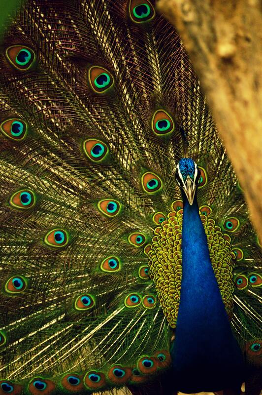 птицы, павлины