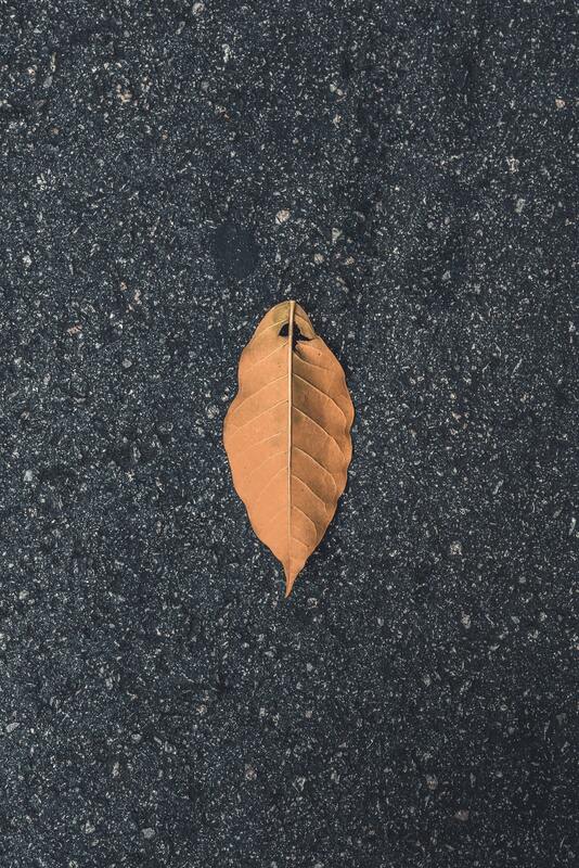 дорога, асфальт, серые, листья, магистраль 