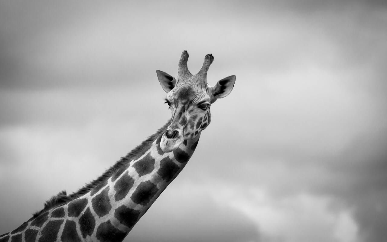 жираф, животные, сафари, черно белые