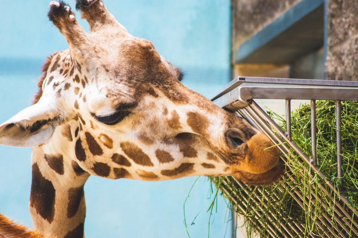 жираф, животные, сафари