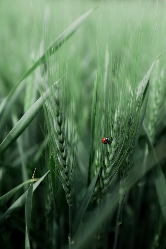 насекомые, божья коровка, трава