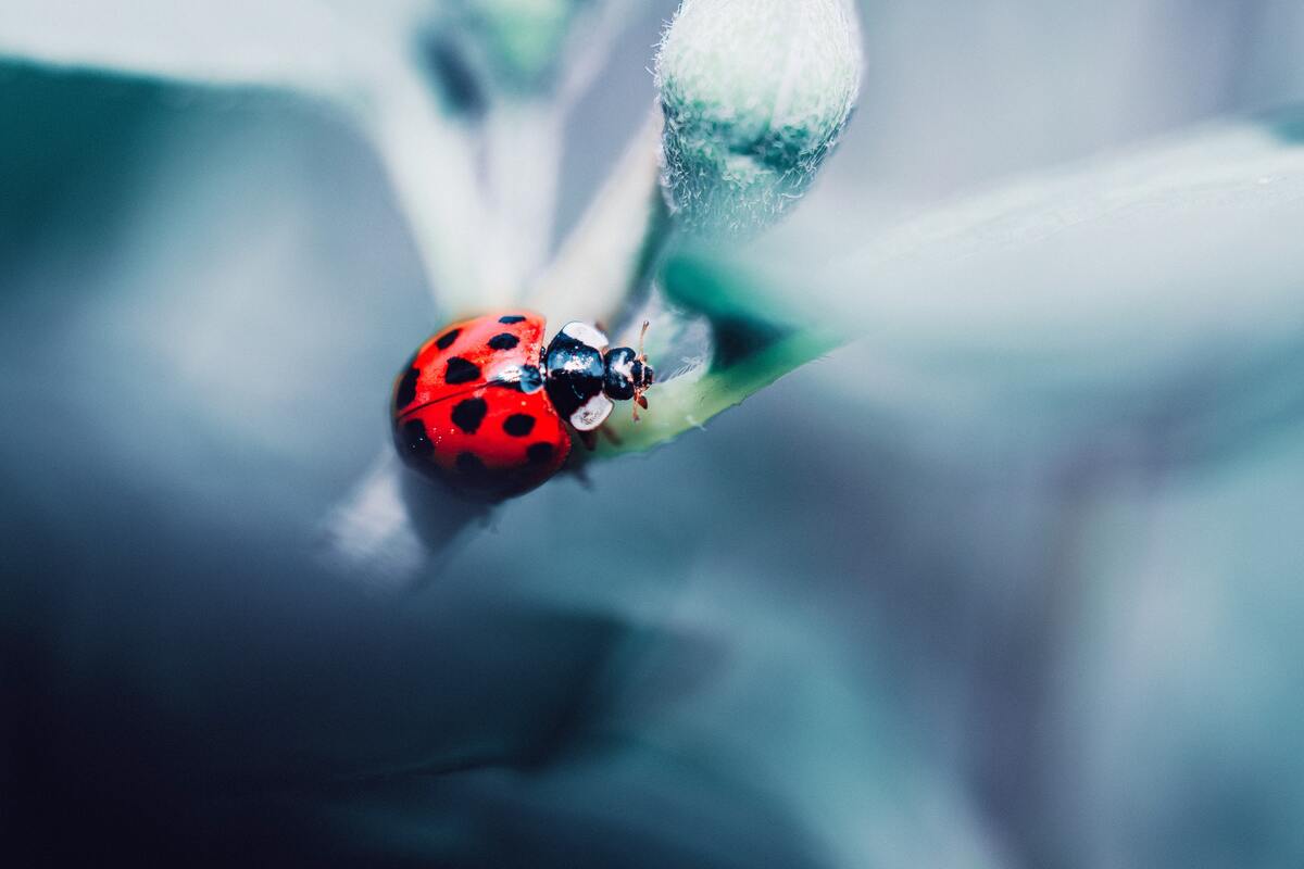 насекомые, божья коровка,  трава