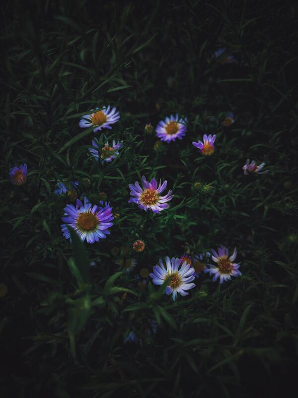 цветы, цветы луговые, 3д, 3d