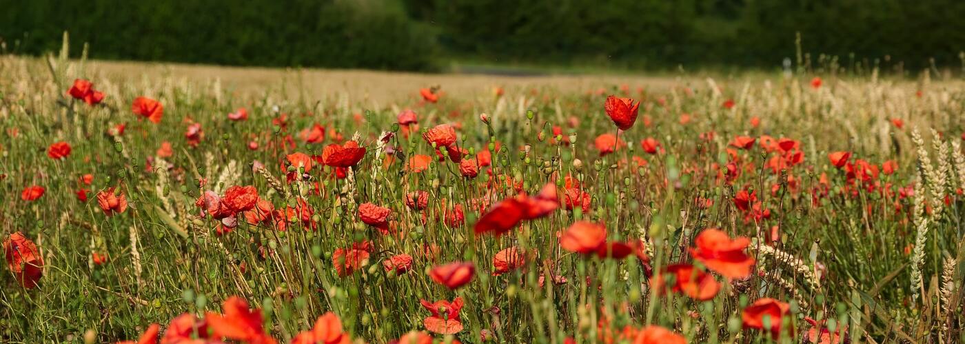 маки, красные, поле, луг, пшеница, полевые цветы, колос