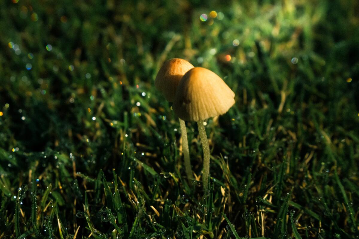 грибы, лесные грибы, поляна, трава, роса, 3д, 3d