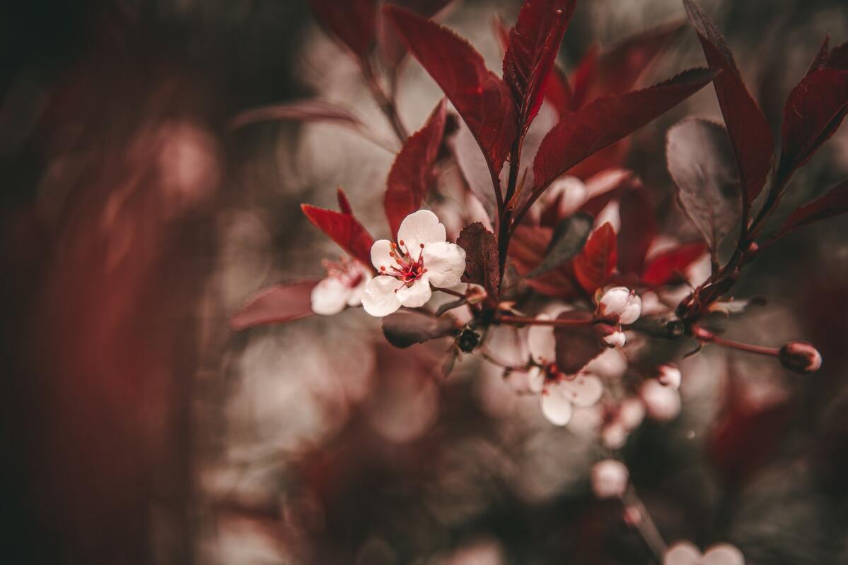 цветы, цветущая вишня, весна, 3д, 3d