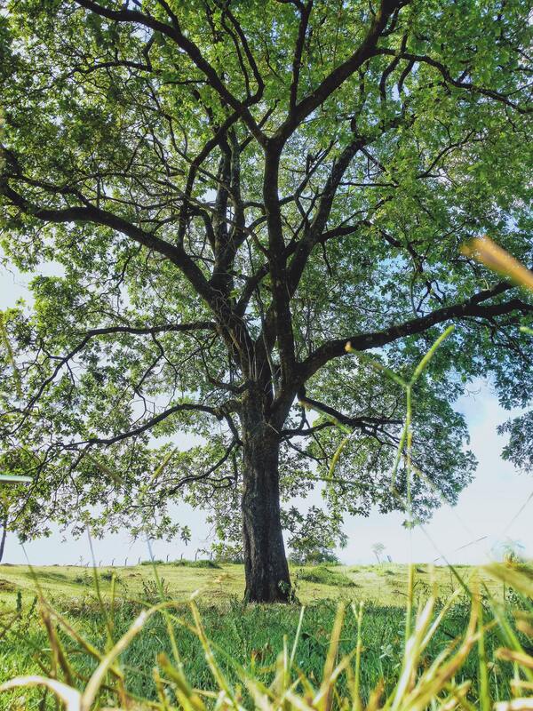 дерево, ветви, трава, луг, 3д, 3d, HD