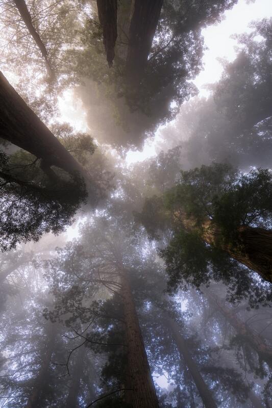 лес, деревья, роща, зеленые, ветви, вид снизу, ели, природа