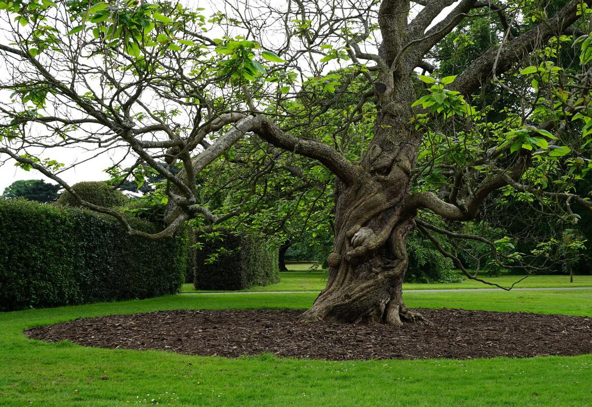 деревья, природа, парк, трава, 3д, 3d, HD