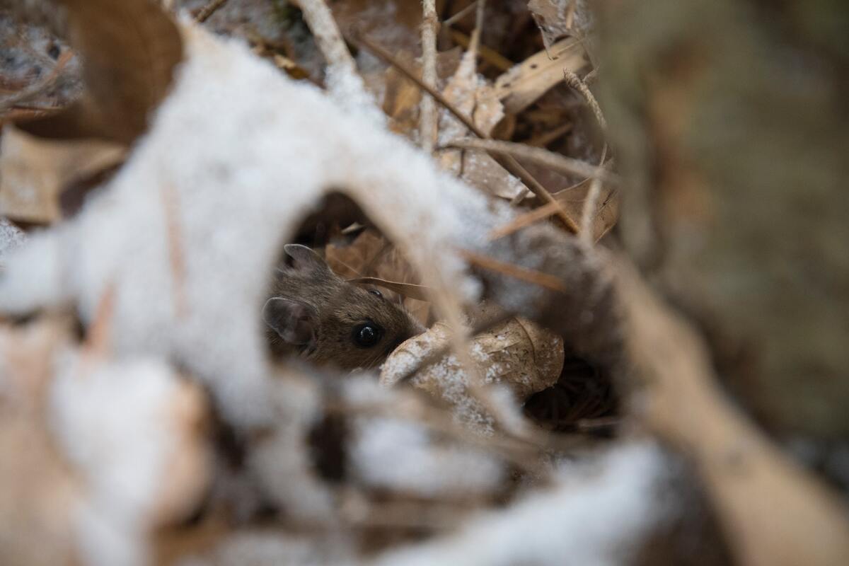 мышь, мышь полевая, грызун, животные, 3д, 3d