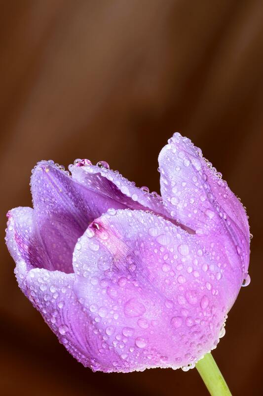 цветы, тюльпаны, сиреневые, весна, отражение, капли, роса