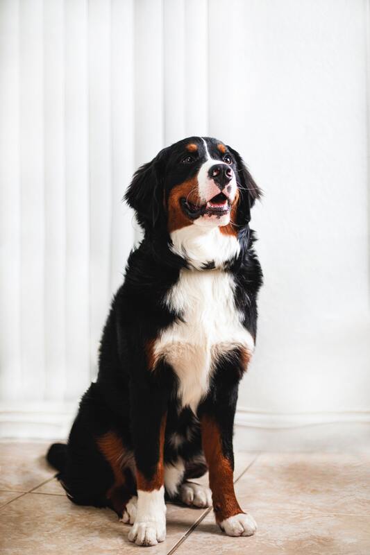 собака, щенок, домашние животные