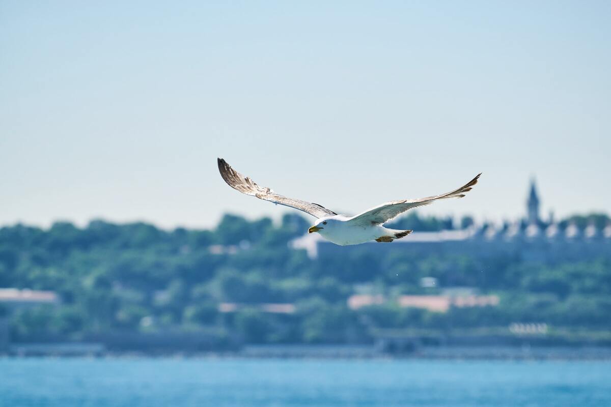 чайки, птицы, небо, водоем