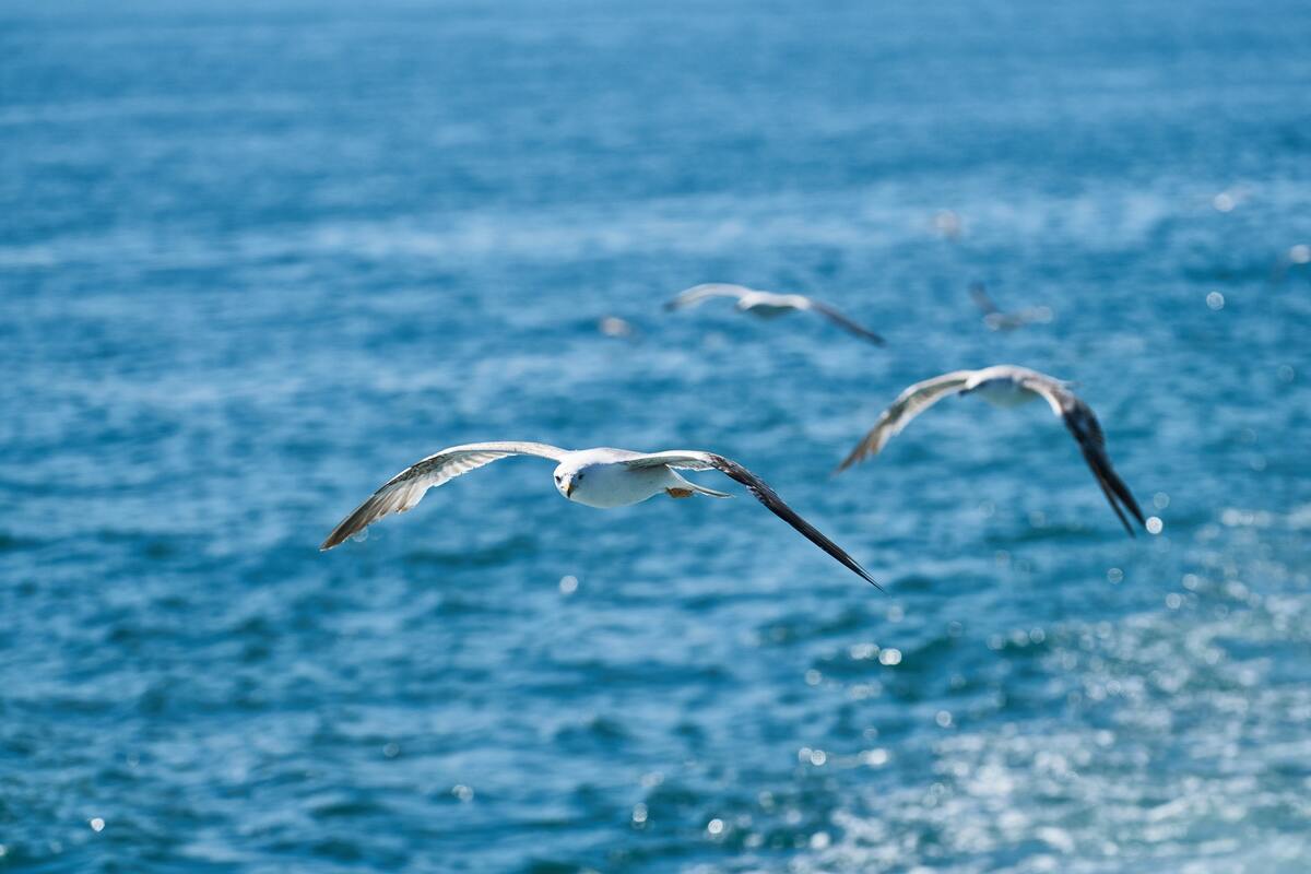чайки, птицы, небо, водоем
