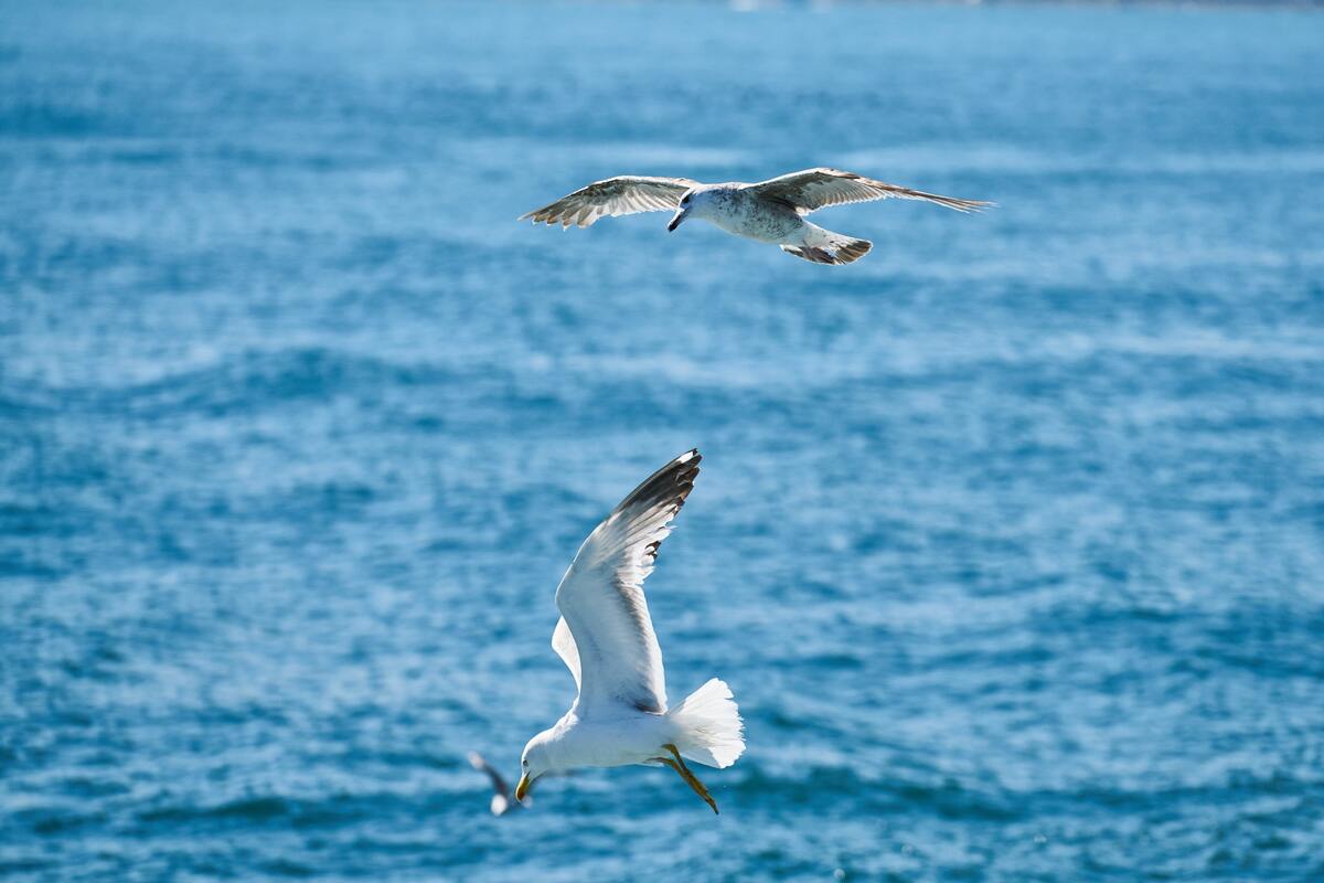 чайки, птицы, небо, водоем, волны