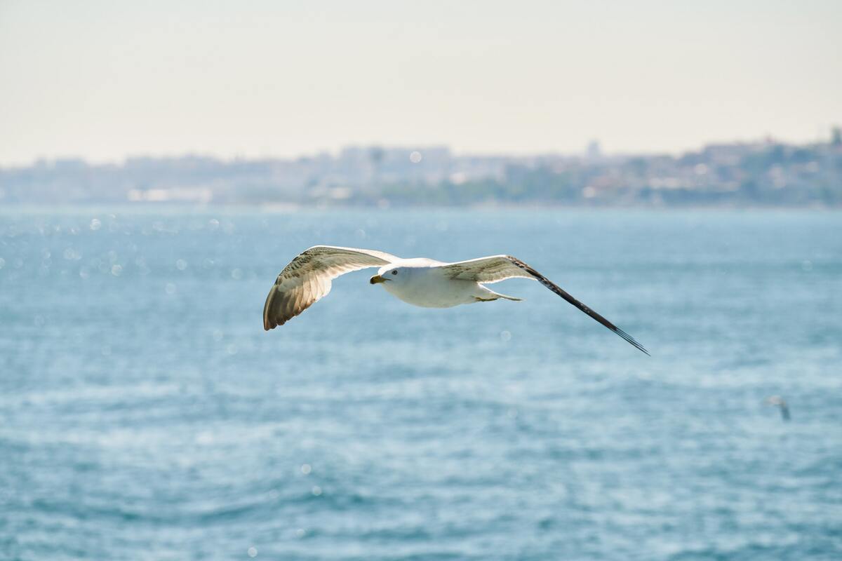 чайки, птицы, небо, водоем, волны