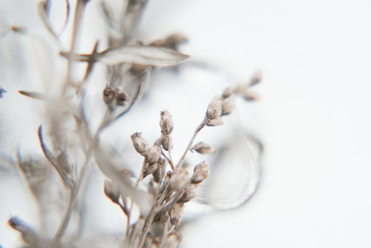 цветы, ветвь, дизайн, зима, иней, 3д, 3d