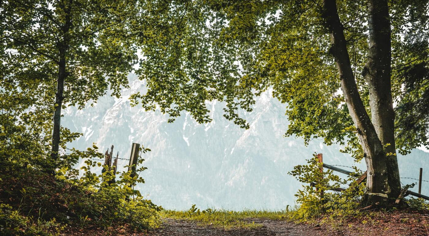 горы, скалы, вершины, деревья, трава, зеленые, вид на горы