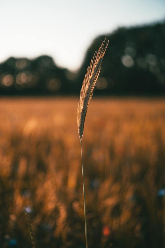 поле, пшеница, лес, 3д, 3d, колос