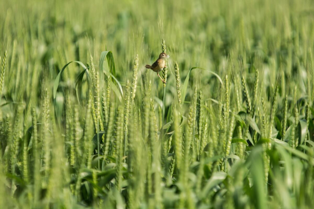 поле, пшеница, колос, 3д, 3d