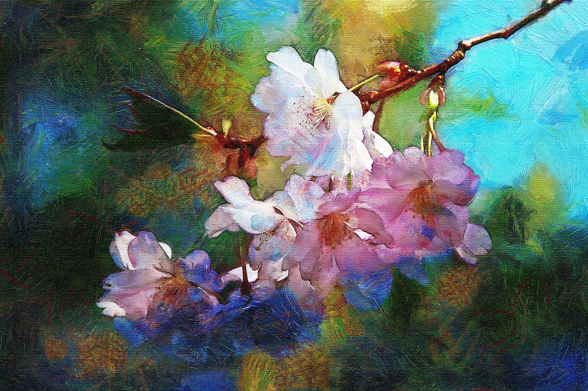 цветущая вишня, сакура, цветы, весна