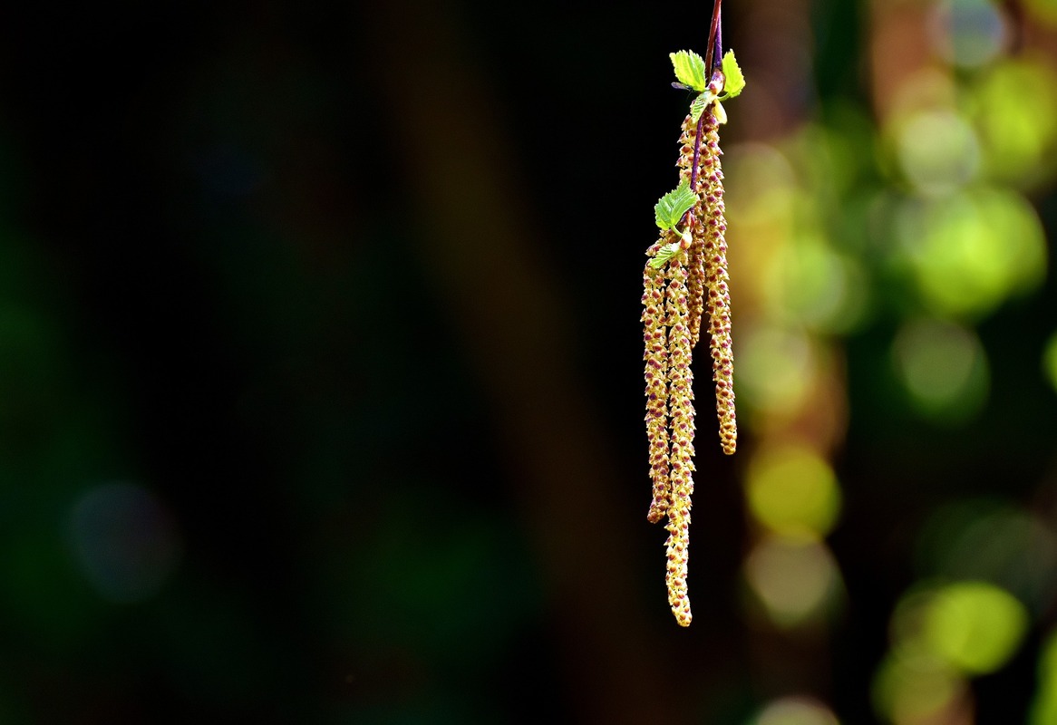 Ветви, природа, березы, 3д, 3d