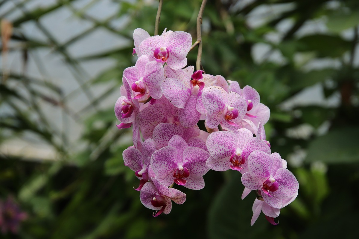 орхидеи, цветы, растения, 3д, 3d