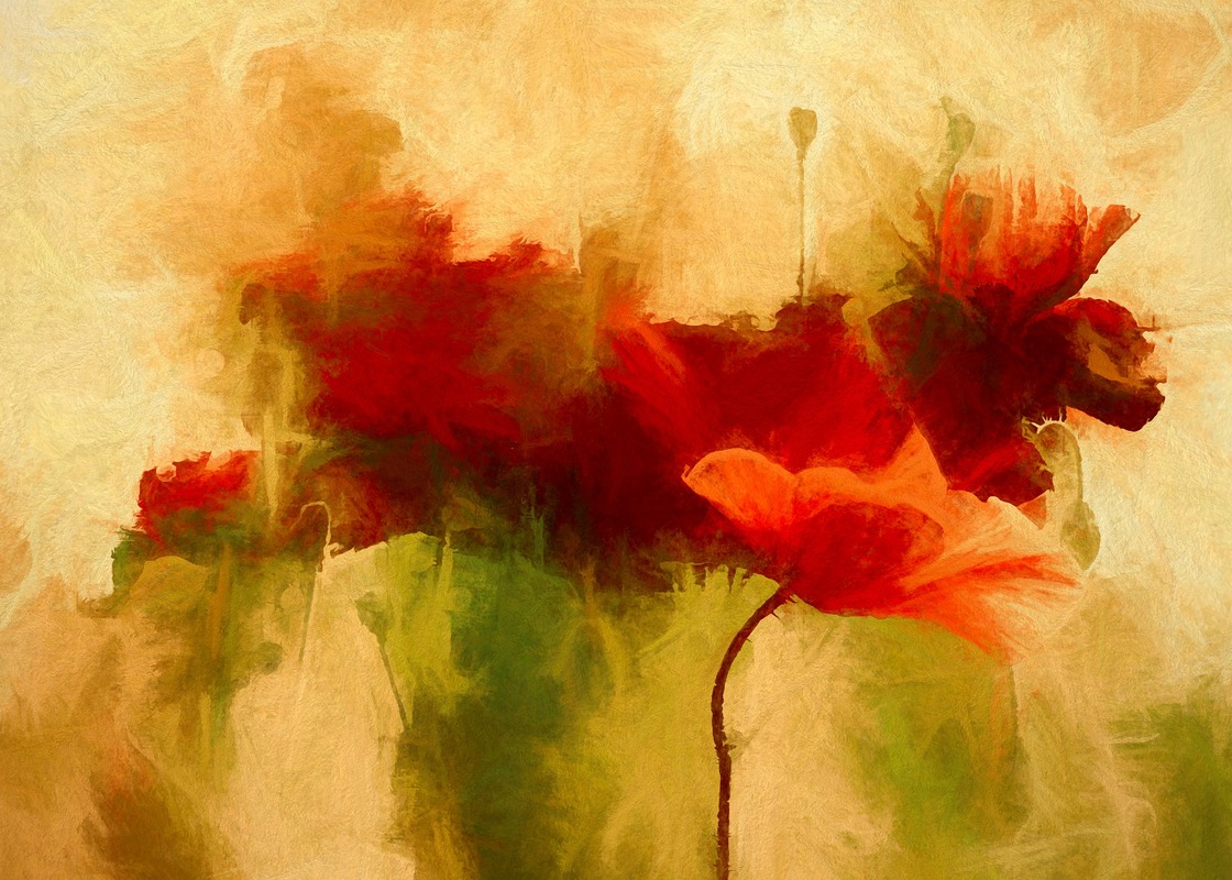 маки, красные, полевые цветы, живопись, акварель