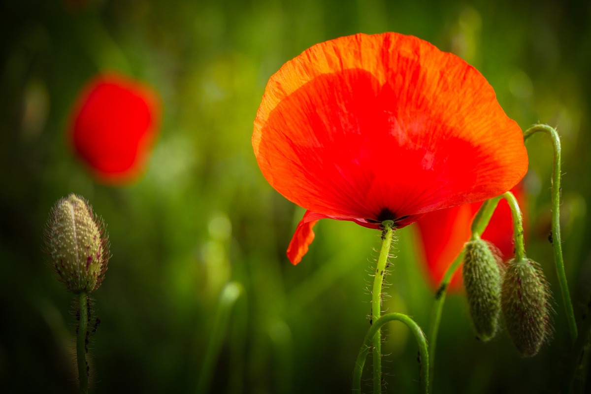 маки, красные, полевые цветы, 3д, 3d