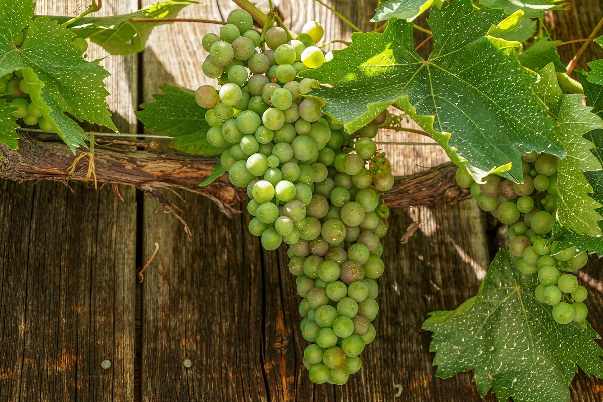 виноград, 3д, 3d, лоза, виноградная лоза, виноградник