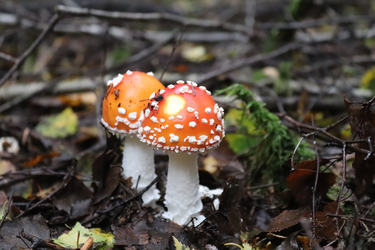 мухоморы, грибы, природа, лес