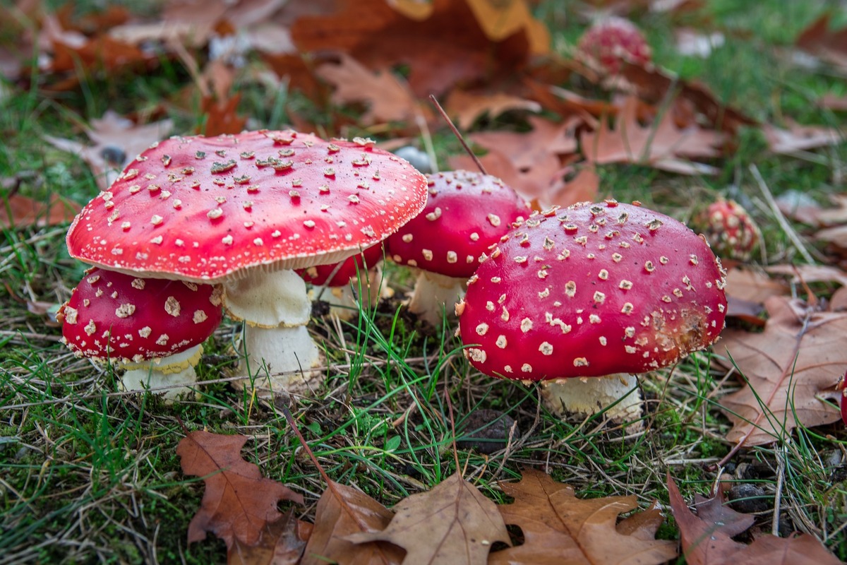 мухоморы, грибы, природа, лес