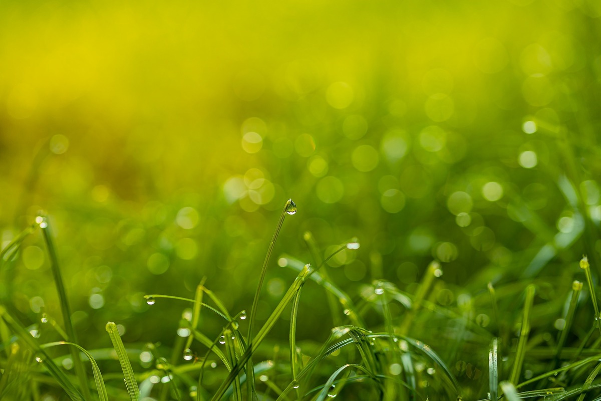 роса, 3д, 3d, капли, дождь, брызги, растение, трава