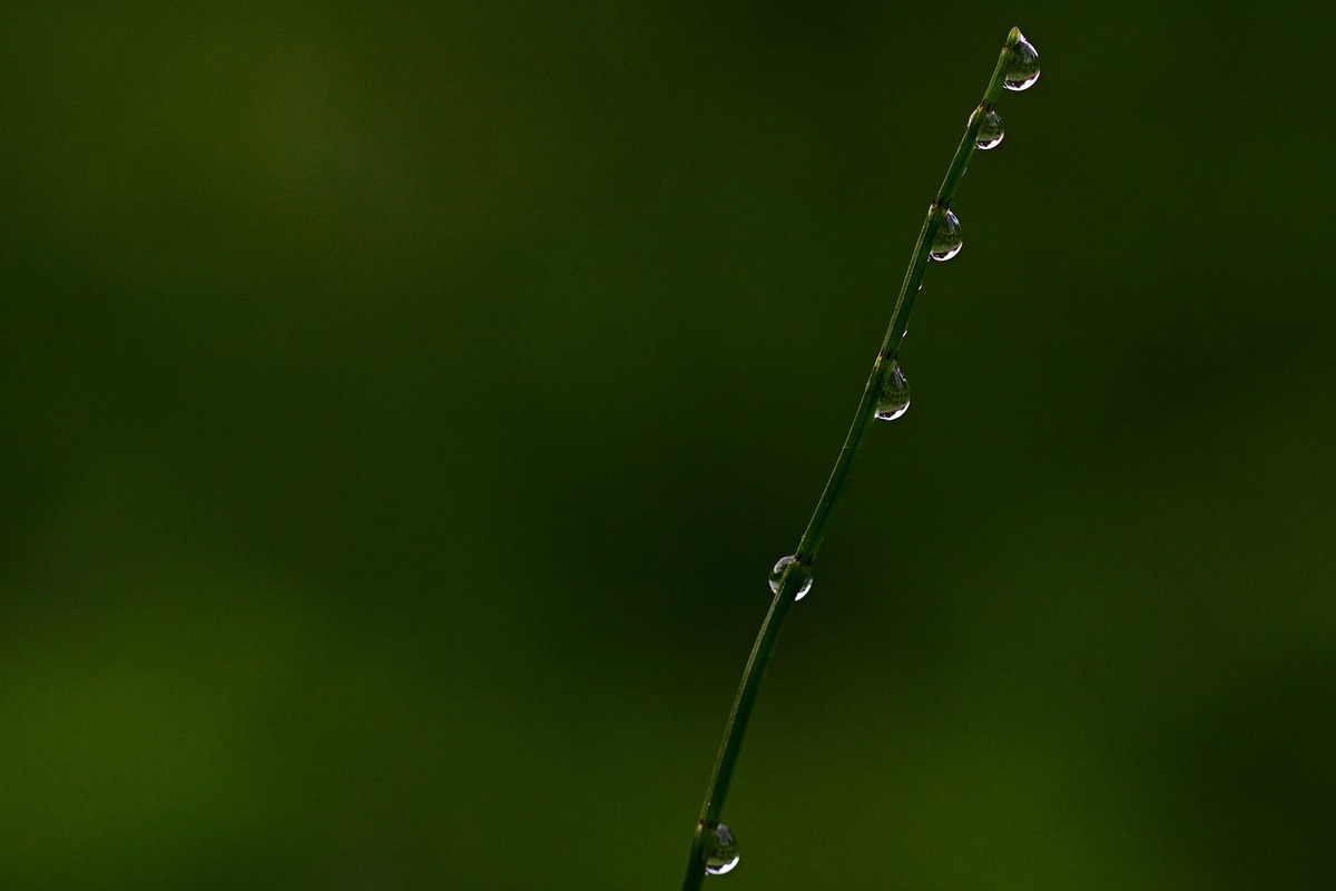 роса, 3д, 3d, капли, дождь, брызги, растение