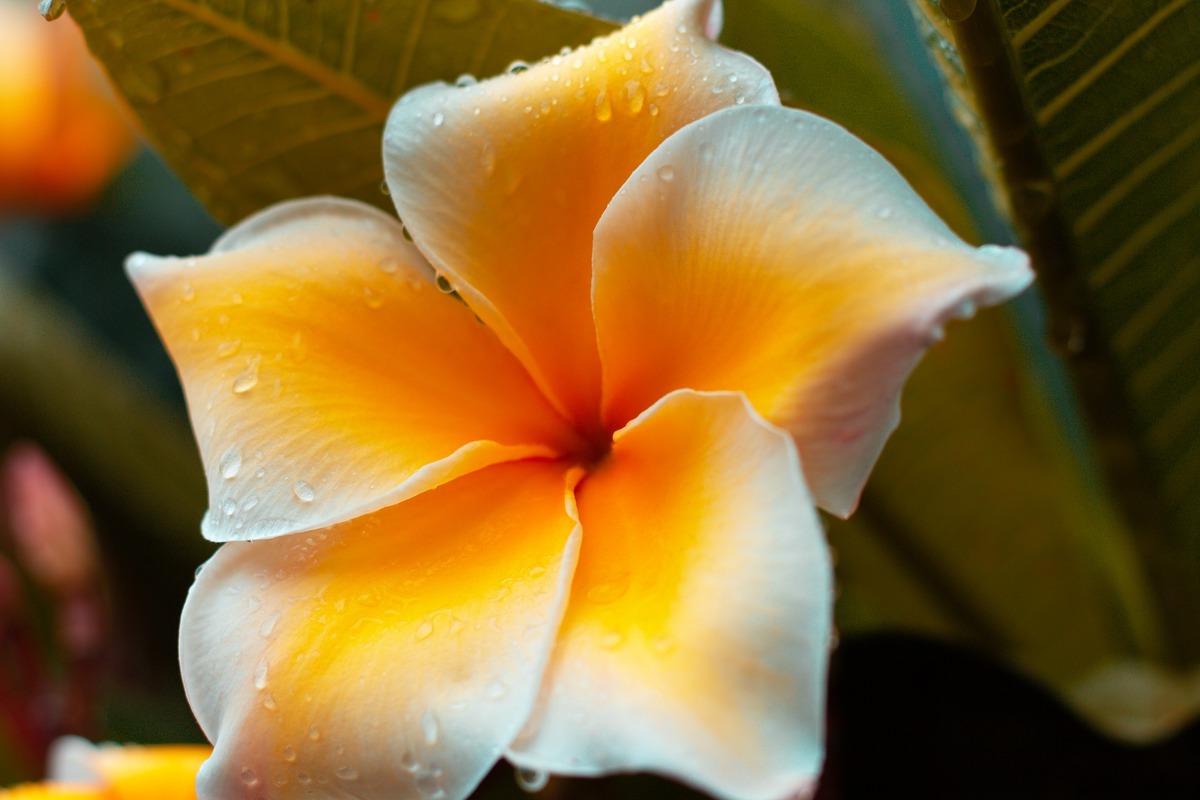 цветы,  плюмерия