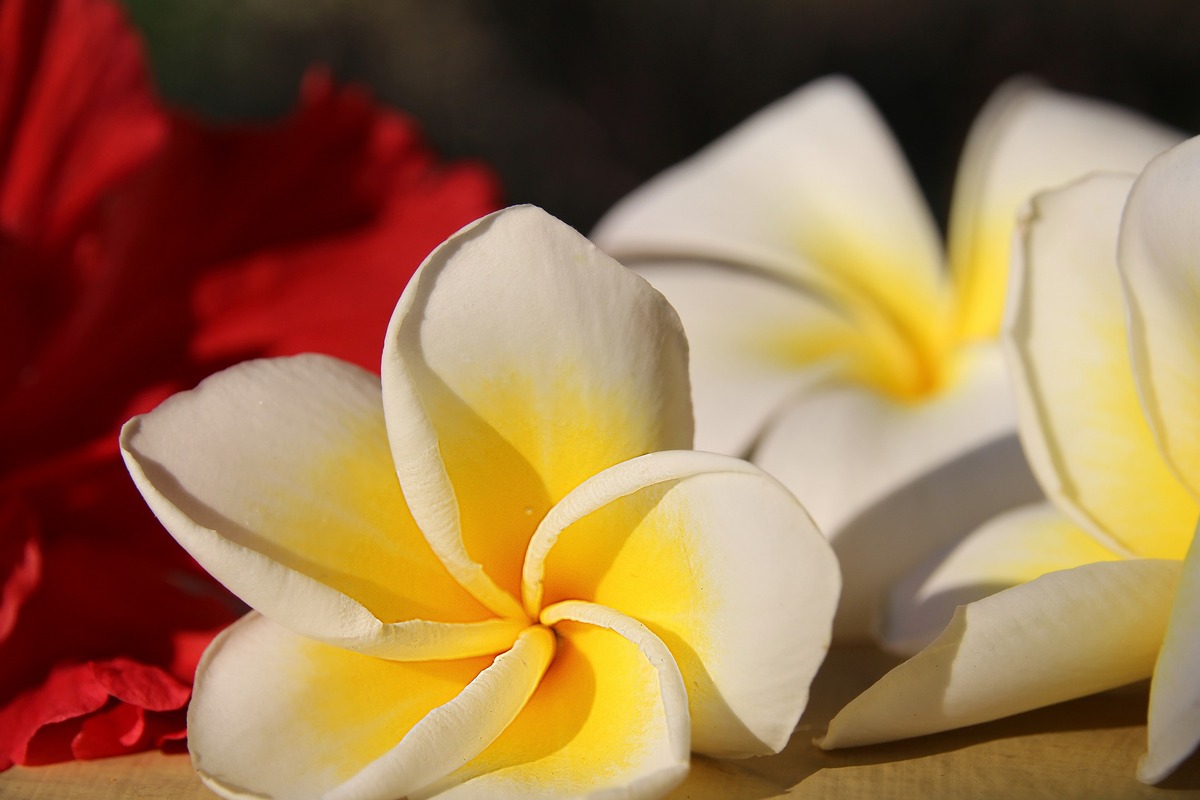 цветы, плюмерия, 3д, 3d