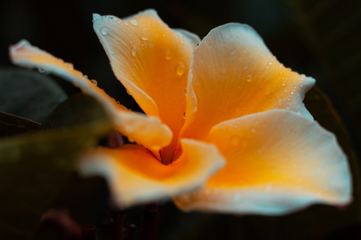 цветы,  плюмерия, 3д, 3d