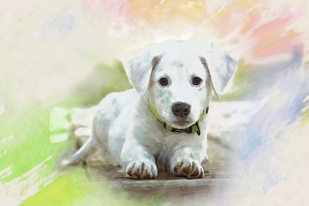 собака, щенок, домашние животные, живопись, акварель